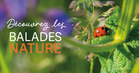 Découvrez les balades natures